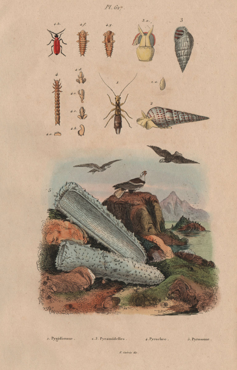 Associate Product Pygidicrana. Pyramidella. Pyrochroa (Cardinal Beetle). Pyrosoma (tunicate) 1833