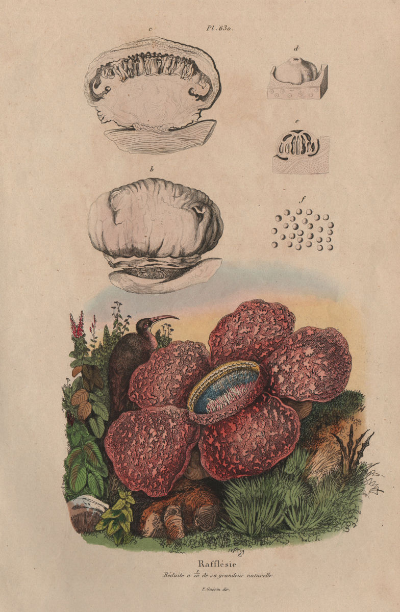 Rafflésie (Rafflesia). Parasitic flowering plant 1833 old antique print