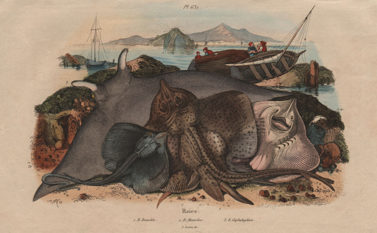 Associate Product Raies Bouclée Mourine Céphaloptère (Thornback ray / Eagle ray / Manta ray) 1833