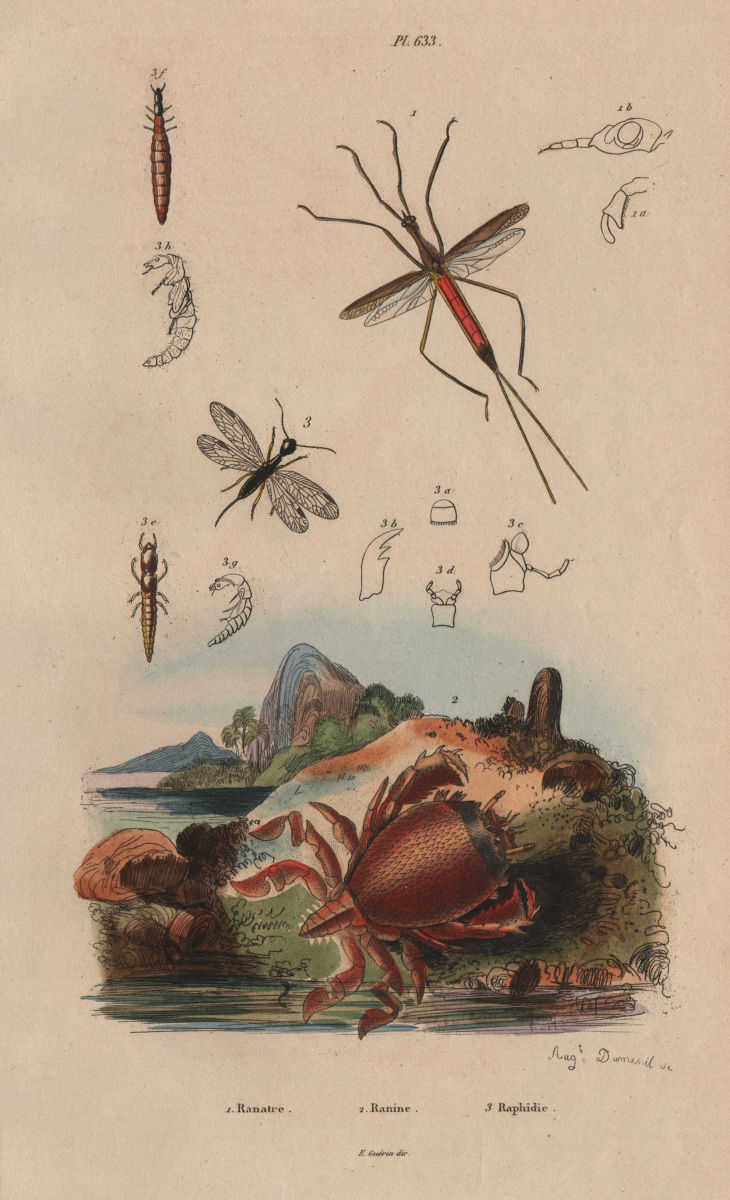 Associate Product Ranatra bug. Ranina (spanner crab). Raphidioptera (snakeflies) 1833 old print