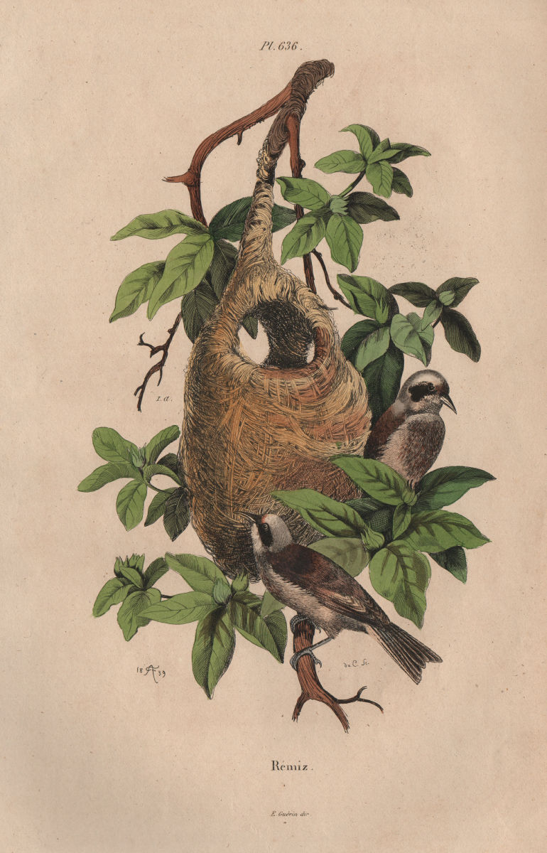 BIRDS. Rémiz (Eurasian Penduline Tit). Hanging nest 1833 old antique print