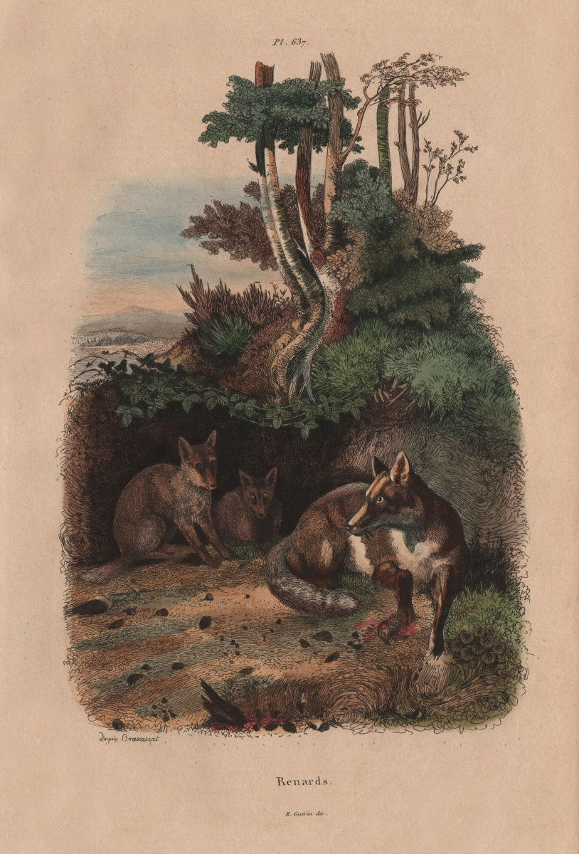 MAMMALS. Renards (Foxes) 1833 old antique vintage print picture