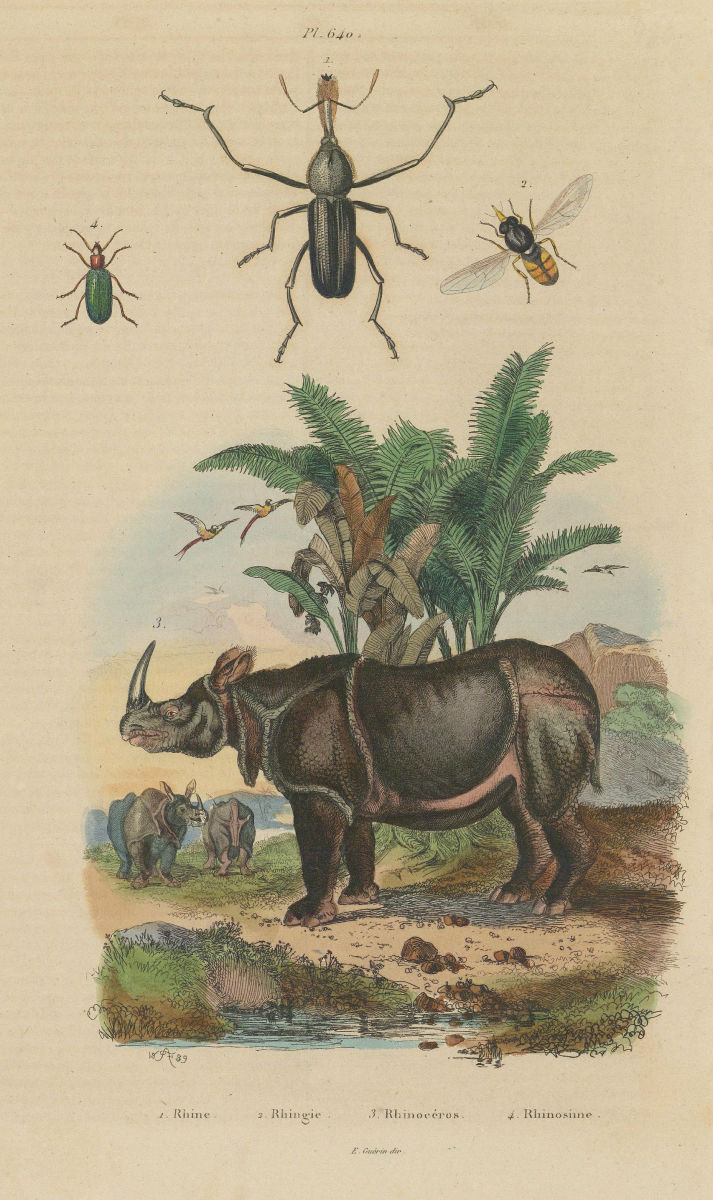 Rhinoceros beetle. Rhingia/hoverfly. Rhinosimus/narrow-waisted bark beetle 1833