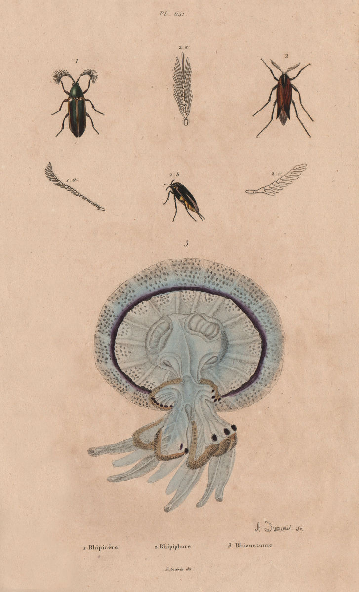 Associate Product Rhipicera (Australian Dascilloid beetle). Rhipiphorus.Rhizostomae jellyfish 1833
