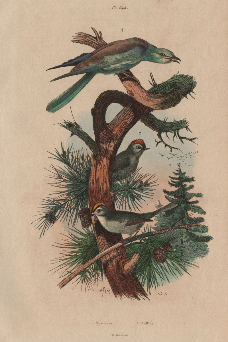 BIRDS. Roitelet (Wren). Rollier (Roller) 1833 old antique print picture