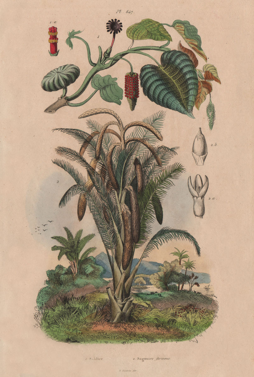 PLANTS. Sablier (Sandbox tree). Sagouier farineux (Sago plant) 1833 old print