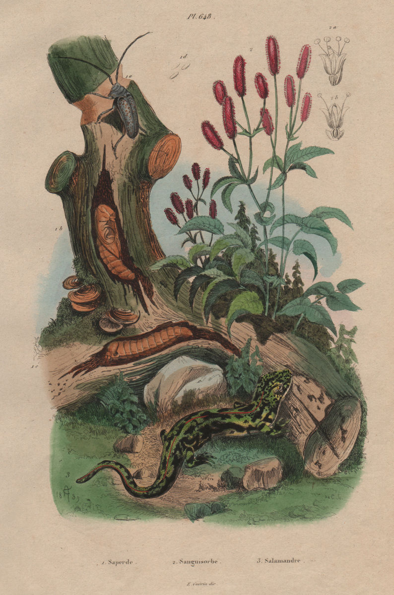 Saperda/flat-face longhorn beetle.Sanguisorba/Great burnet.Green Salamander 1833