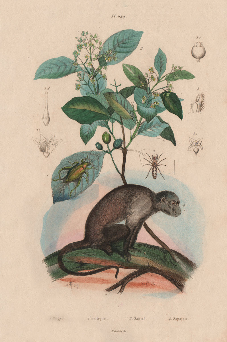 Associate Product Sagra femorata. Saitis barbipes(jumping spider). Sandalwood.Capuchin monkey 1833