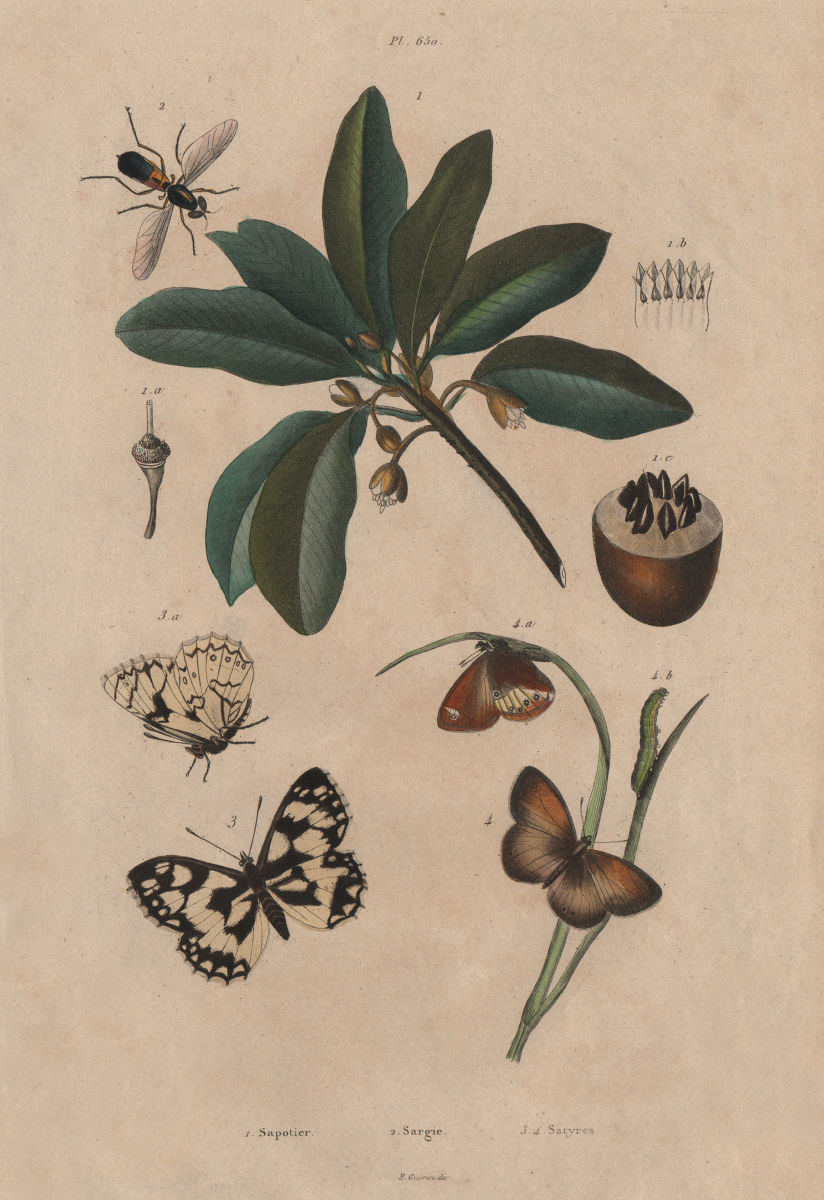 Associate Product Sapotier (Sapote). Sargus (Soldierfly). Satyres (Wall Brown butterfly) 1833