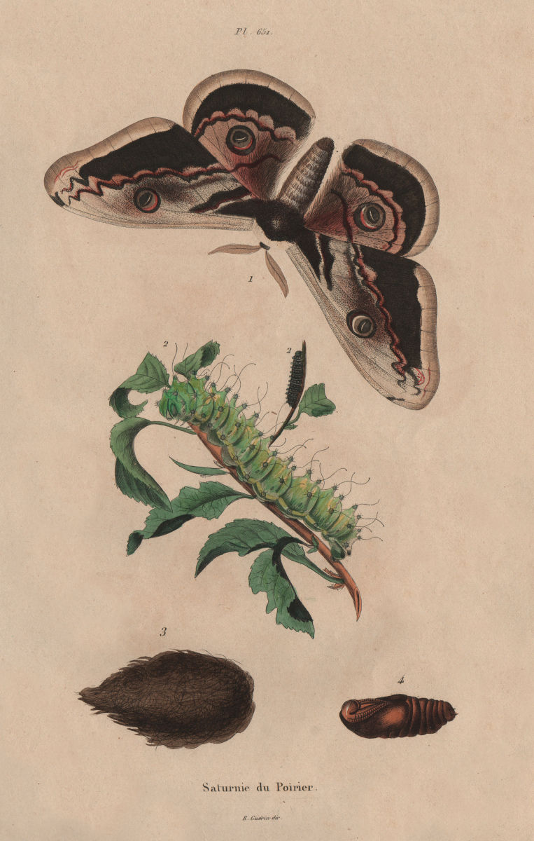 LEPIDOPTERA. Saturnie du Poirier (Giant Peacock Moth) 1833 old antique print