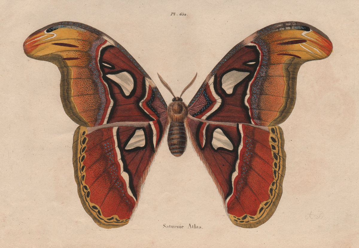 LEPIDOPTERA. Saturnie Atlas (Atlas moth) 1833 old antique print picture