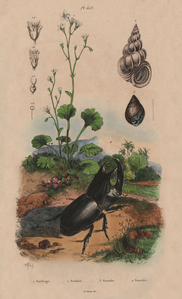 Saxifraga. Epitonium clathrum (Wentletrap). Helix pomatia. rhino beetle 1833