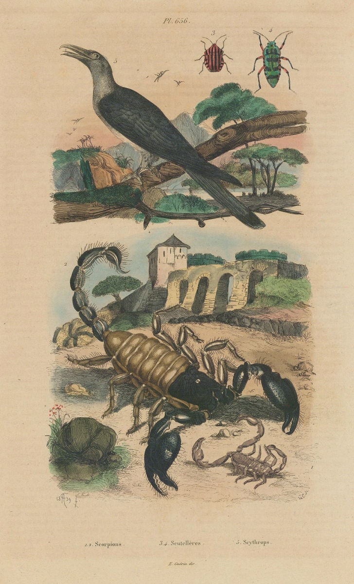 Scorpions.Graphosoma (striped shield bug).Scythrops (Channel-billed Cuckoo) 1833