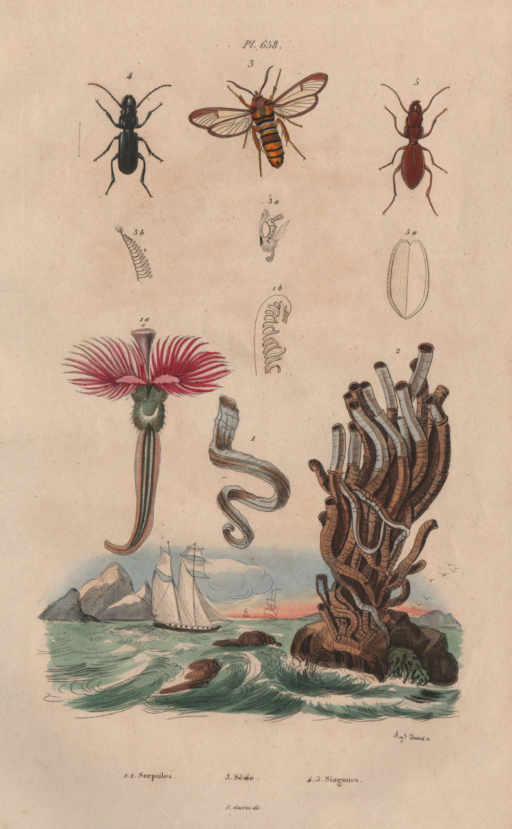 Associate Product Serpules (Serpula). Sesiidae (Clearwing moth). Siagoninae beetle 1833 print