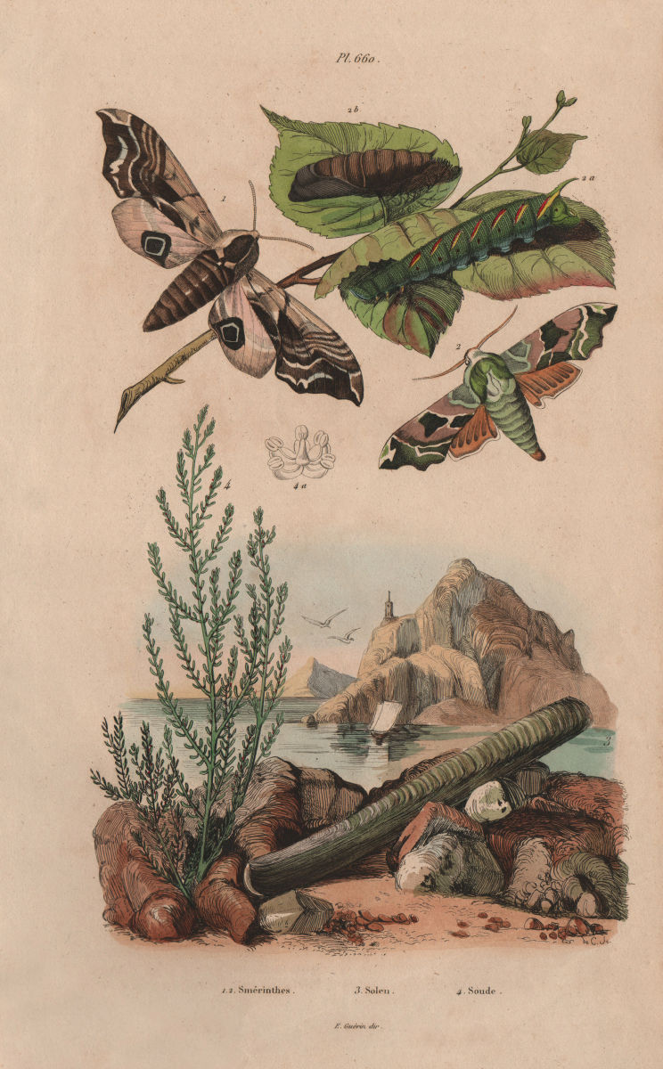 Associate Product Smerinthus (hawkmoths). Solenidae (razor shells). Salsola (saltwort) 1833