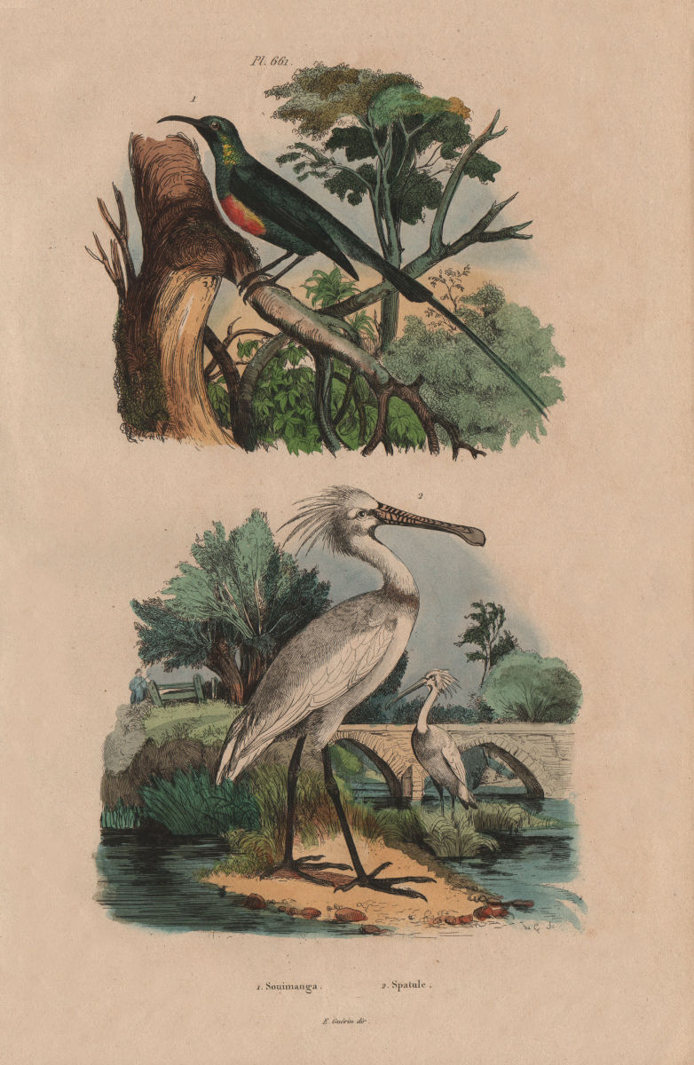 Associate Product BIRDS. Souimanga (Sunbird). Spatule (Spoonbill) 1833 old antique print picture