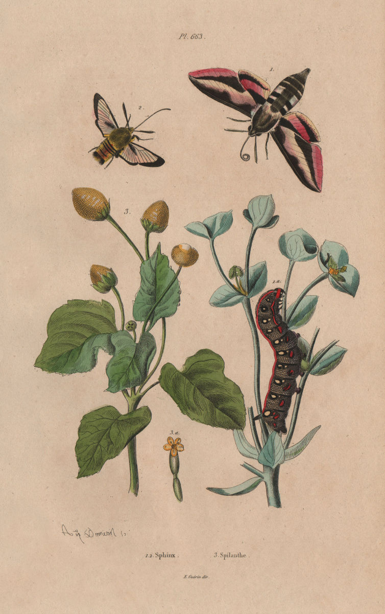 Hawk/Sphinx Moths. Spilanthe (Toothache Plant) 1833 old antique print picture