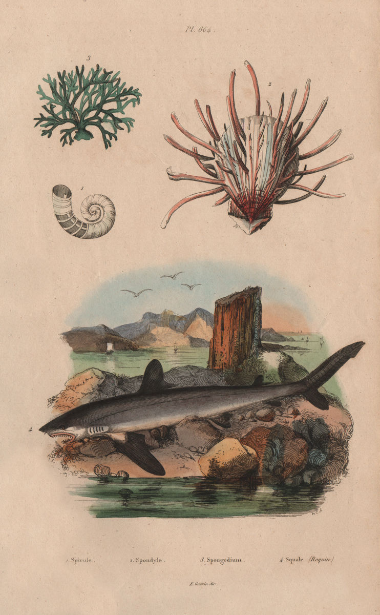 Associate Product Spirula. European thorny oyster. Spongodium. Squalus acanthias (Dogfish) 1833