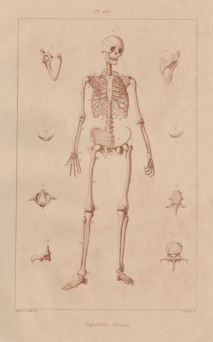 ANATOMY. Human skeleton. Squelette (Skeleton) Homme 1833 old antique print