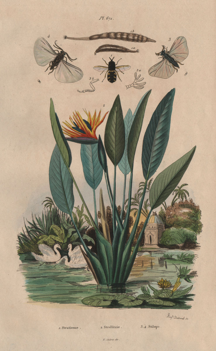 Associate Product Stratiomys (soldierfly). Strelitzia (bird paradise flower). Stylops insect 1833