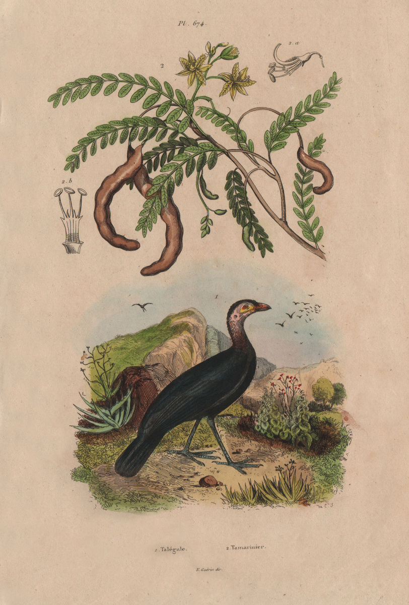 Associate Product Talégale (Australian Brushturkey). Tamarinier (Tamarind tree) 1833 old print