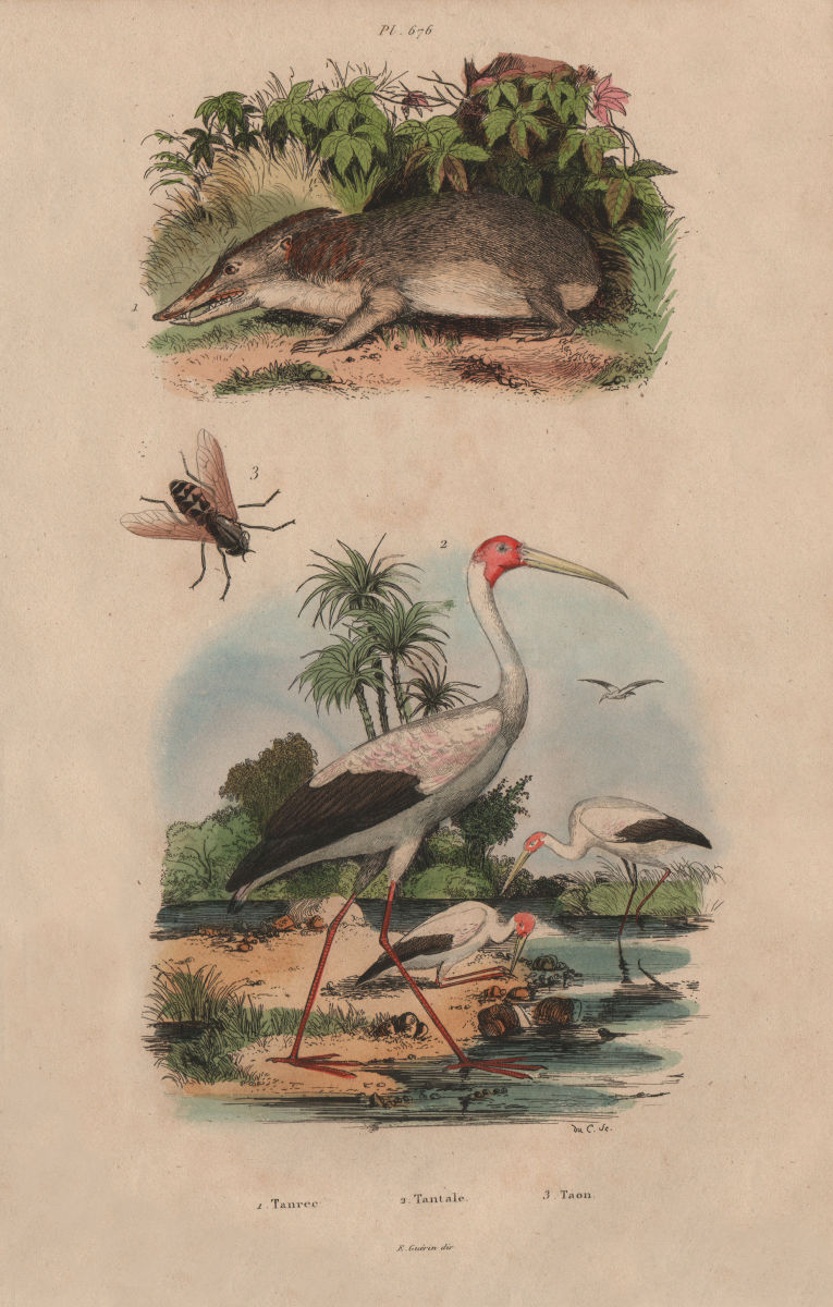 Associate Product INSECTS. Tanrec (Tenrec). Tantale (Mycteria stork). Taon (Horsefly) 1833 print