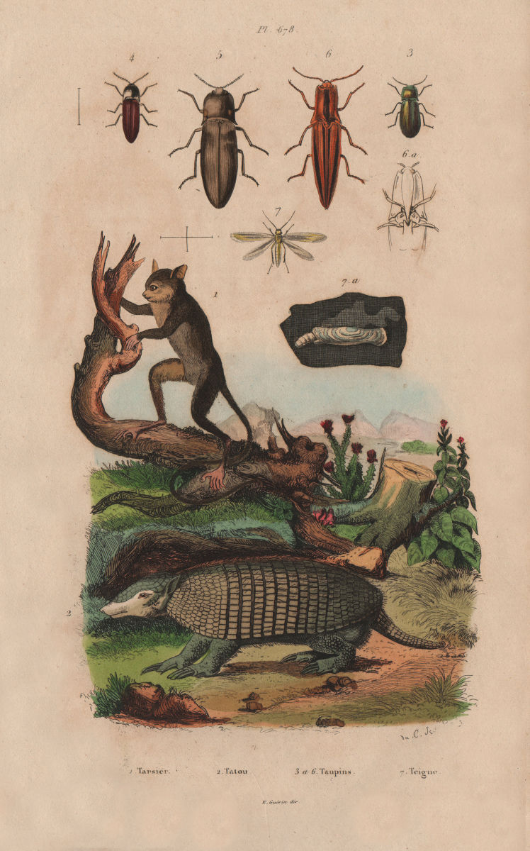 Tarsier. Tatou (Armadillo). Taupin (click beetle). Teigne (moth) 1833 print