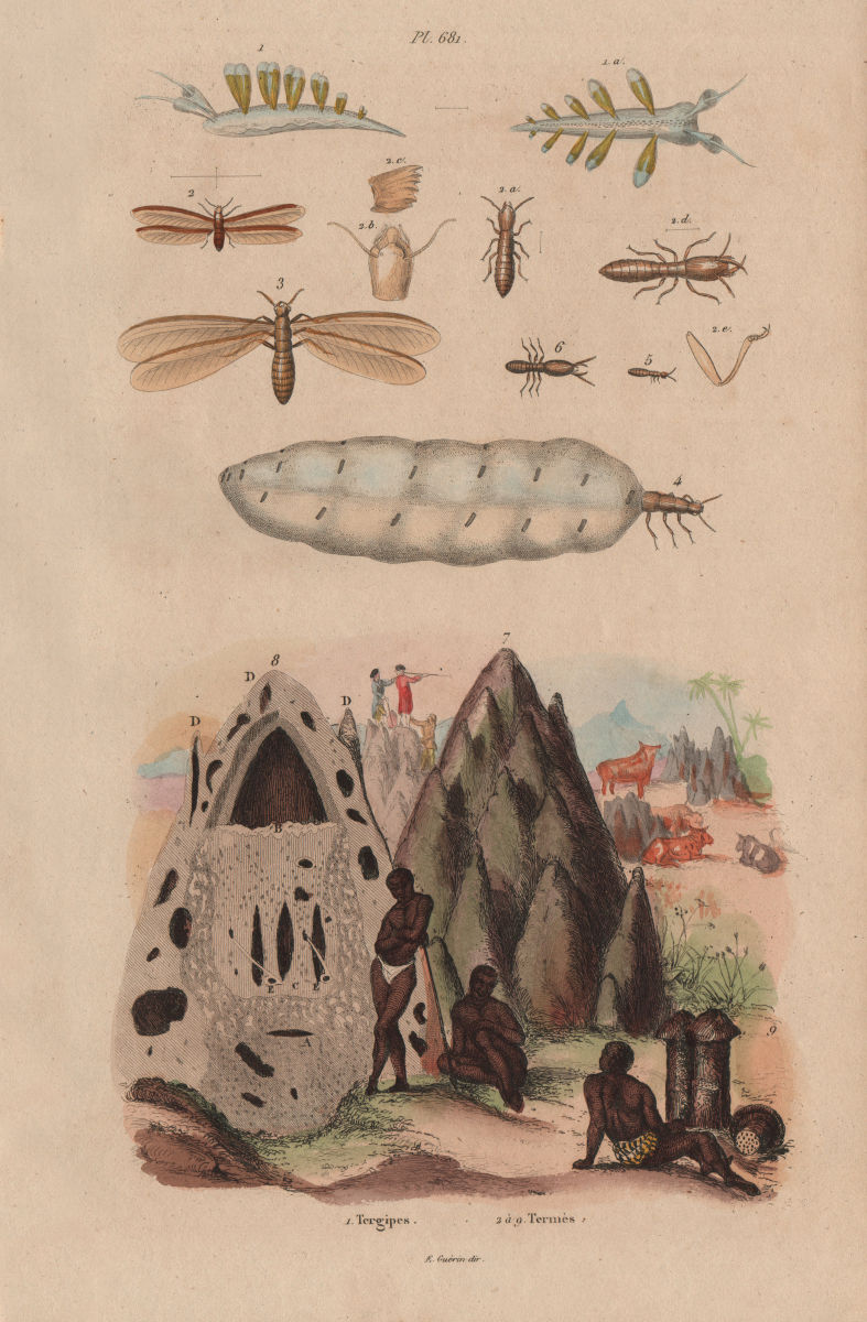 ANIMALS. Tergipes. Nudibranch. Termès (Termites). Mound 1833 old antique print