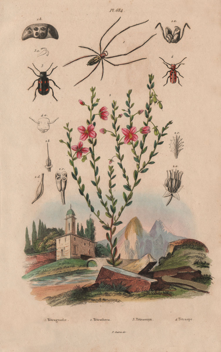 Associate Product Tetragnatha (stretch spider). Tetratheca. Blister & Red-milkweed beetles 1833