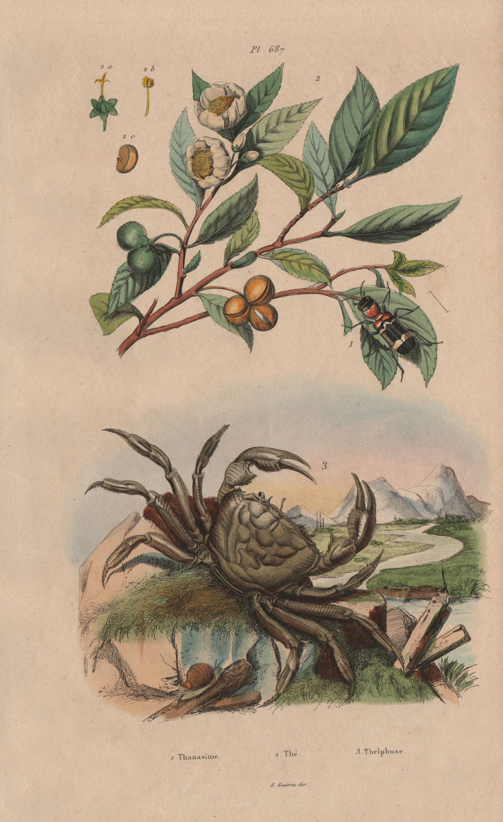 Thanasimus (Ant Beetle). Thé (Tea) plant. Thelphusa fluviatilis. Crab 1833