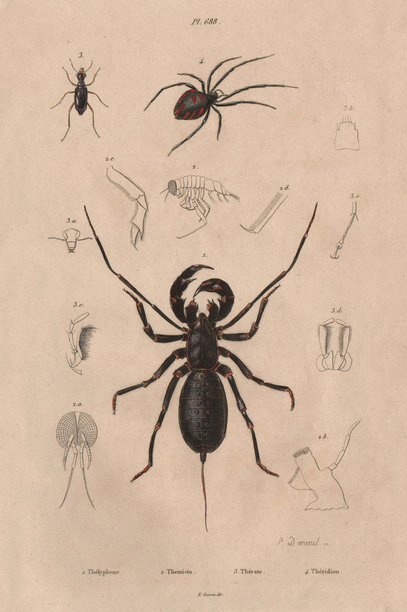 SPIDERS. Thelyphonida (Vinegaroon). Theridion (Black Widow Spider).Theratus 1833