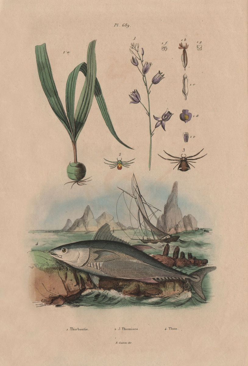 Associate Product Thiebautie. Thomisidae (Crab Spider). Thon (Tuna) 1833 old antique print