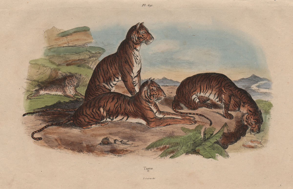 Associate Product MAMMALS. Tigre (Tiger) 1833 old antique vintage print picture