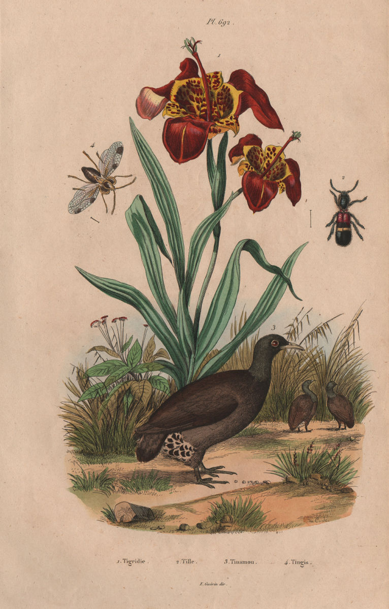Tigridia (Tiger-flowers). Tille. Tinamou. Tingis bug 1833 old antique print