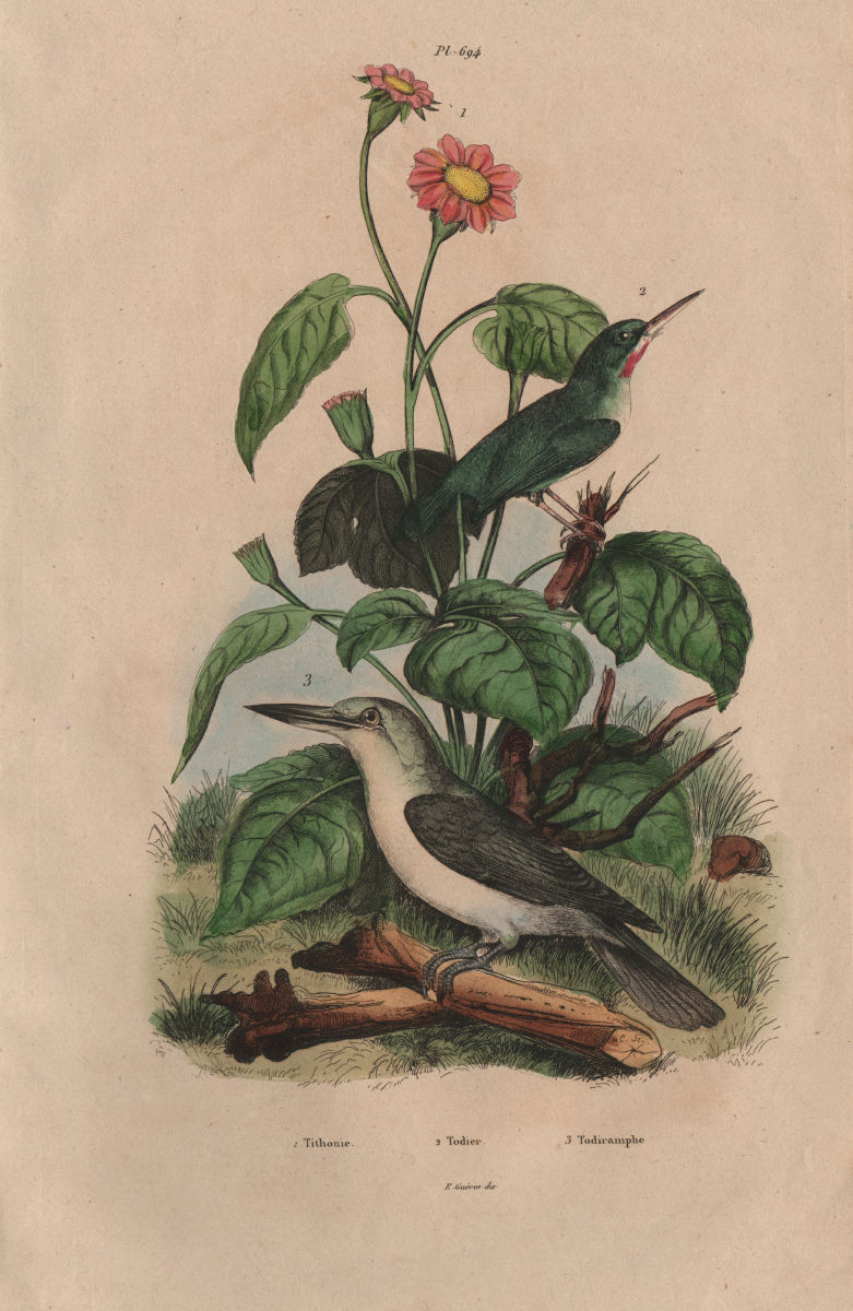 Tithonia. Todier (Jamaican Tody). Todiramphus Kingfisher 1833 old print