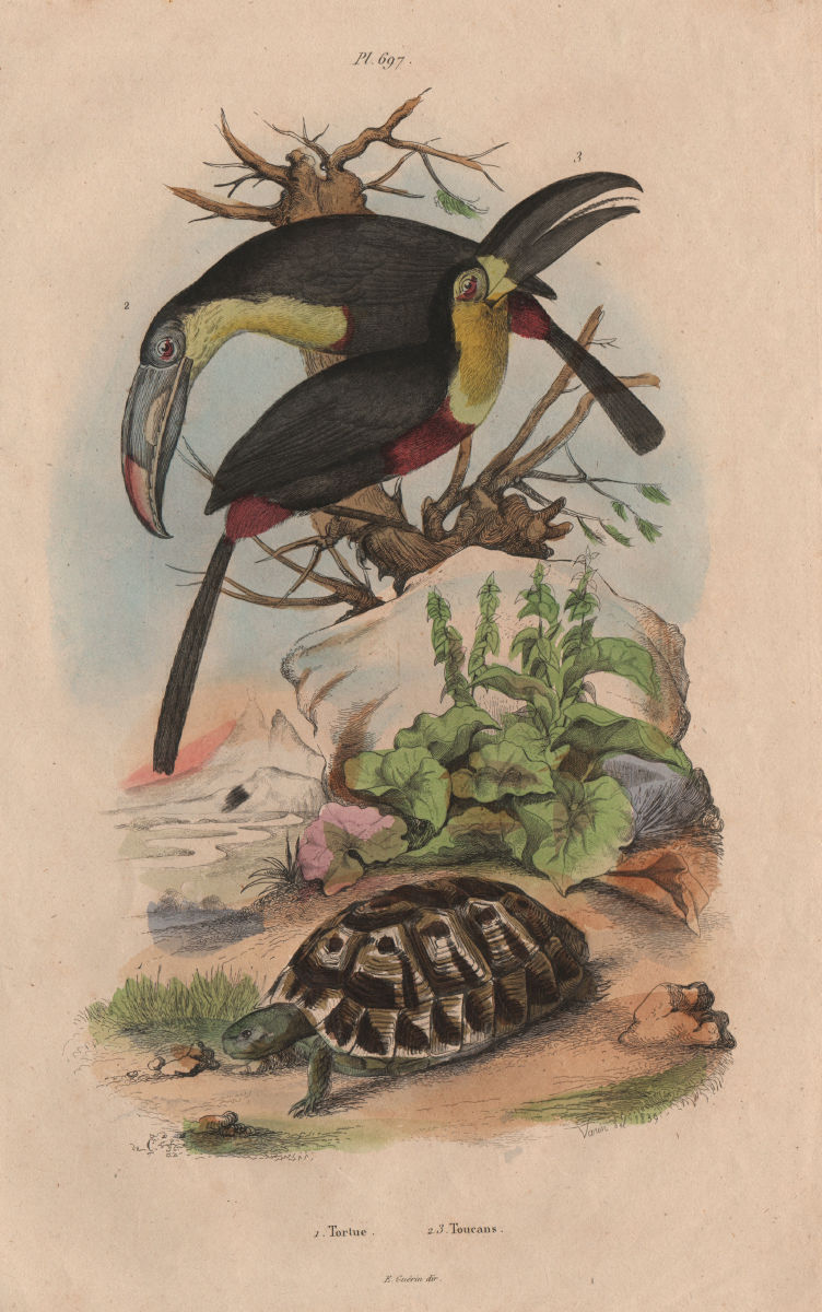Tortue (Turtle). Channel-billed Toucans 1833 old antique vintage print picture