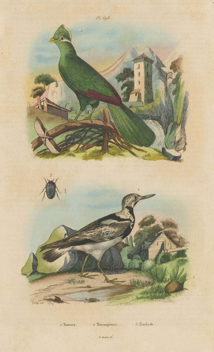 Associate Product Touroco (Guinea Turaco bird). Tournepierre (Eurasian Wryneck). Trachyde 1833