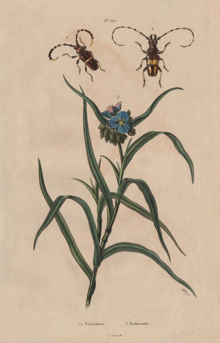 Trachyderes. Beetle. Tradescantie (Spiderwort) 1833 old antique print picture