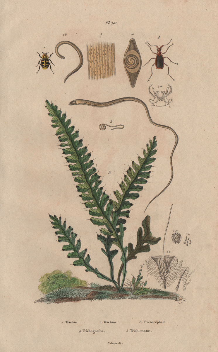 Associate Product Trichius.Trichina.Whipworm.Trichognathe.Trichomane (Climbing Bristle Fern) 1833