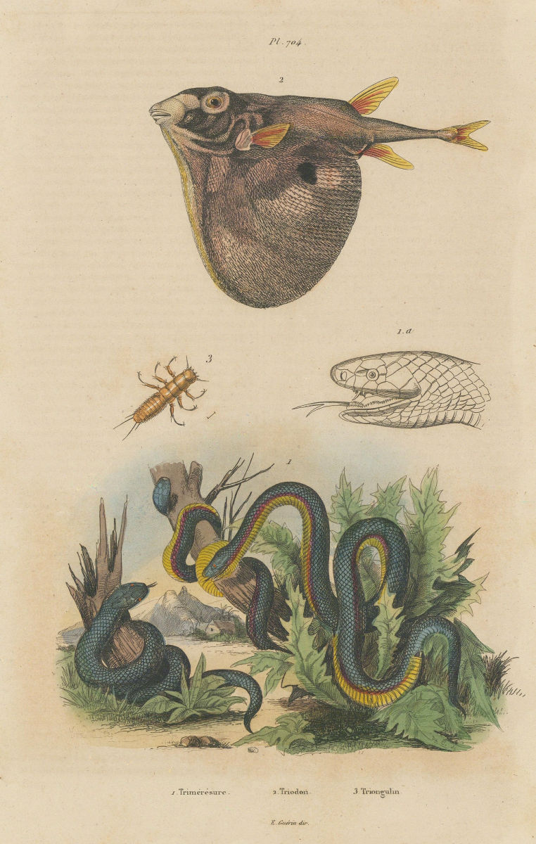 Trimérésure (Gartersnake). Triodon (Threetooth pufferfish) Triongulin 1833