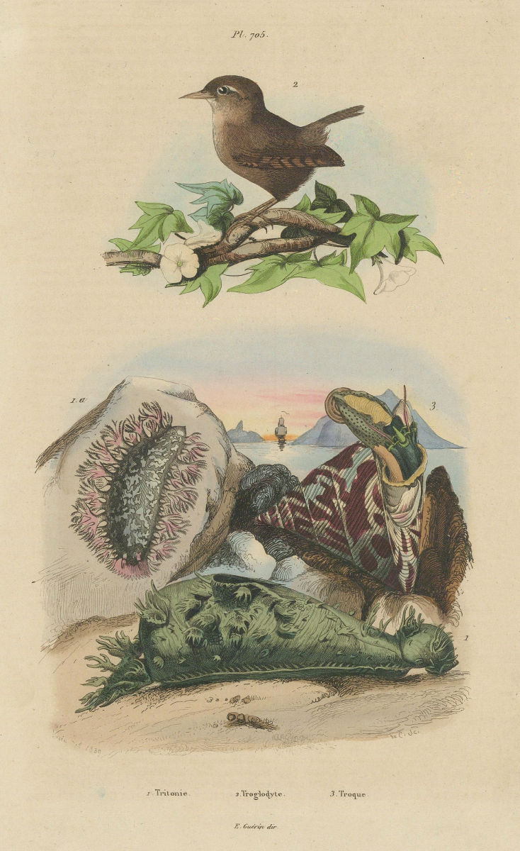 Associate Product Tritonia (gastropod). Troglodyte (Wren). Trochidae (Top Snails) 1833 old print