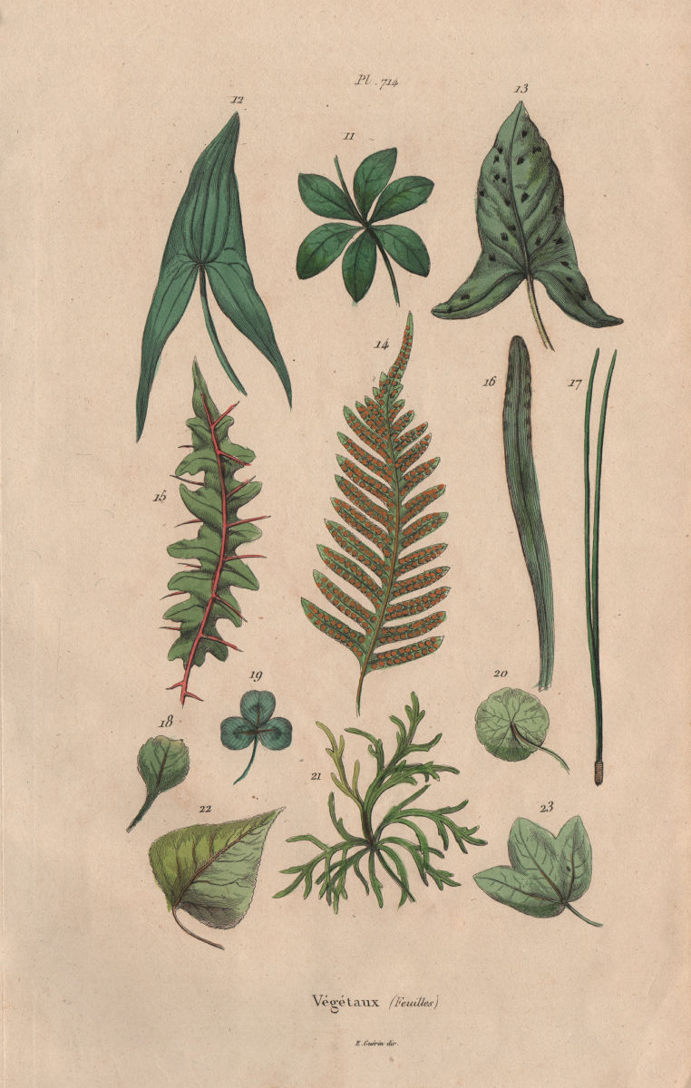 LEAVES OF PLANTS. Végétaux (Feuilles) 1833 old antique vintage print picture