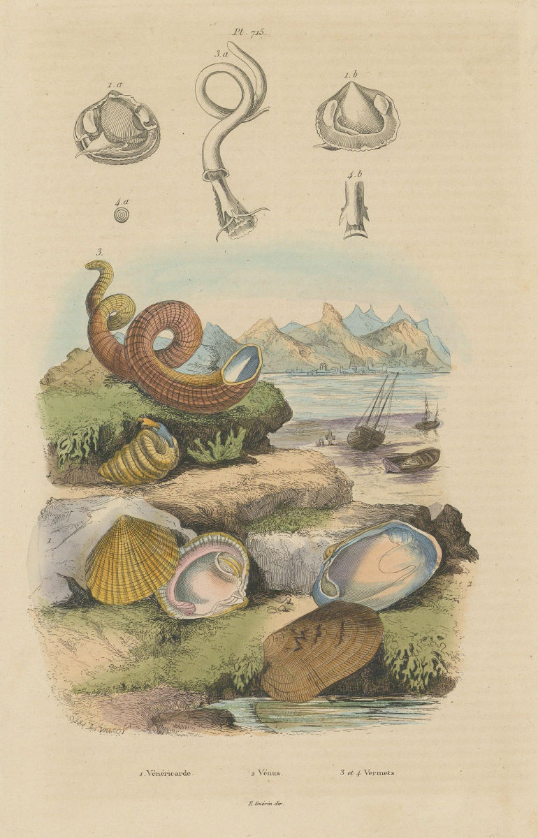Associate Product MOLLUSCS. Venericardia. Vénus (Venerid clam). Vermetidae (Worm Snail) 1833