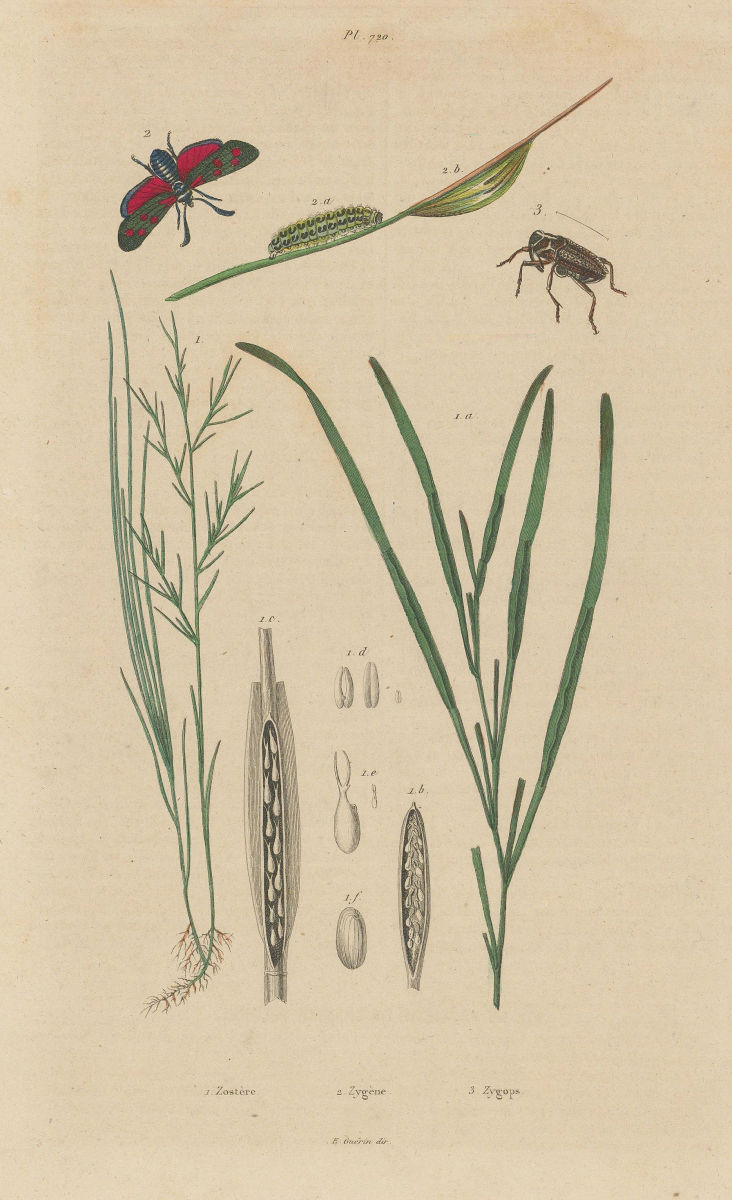 Zostera marina/eelgrass/seawrack.Zygaena/Six-spot Burnet.Zygopinae/Weevil 1833
