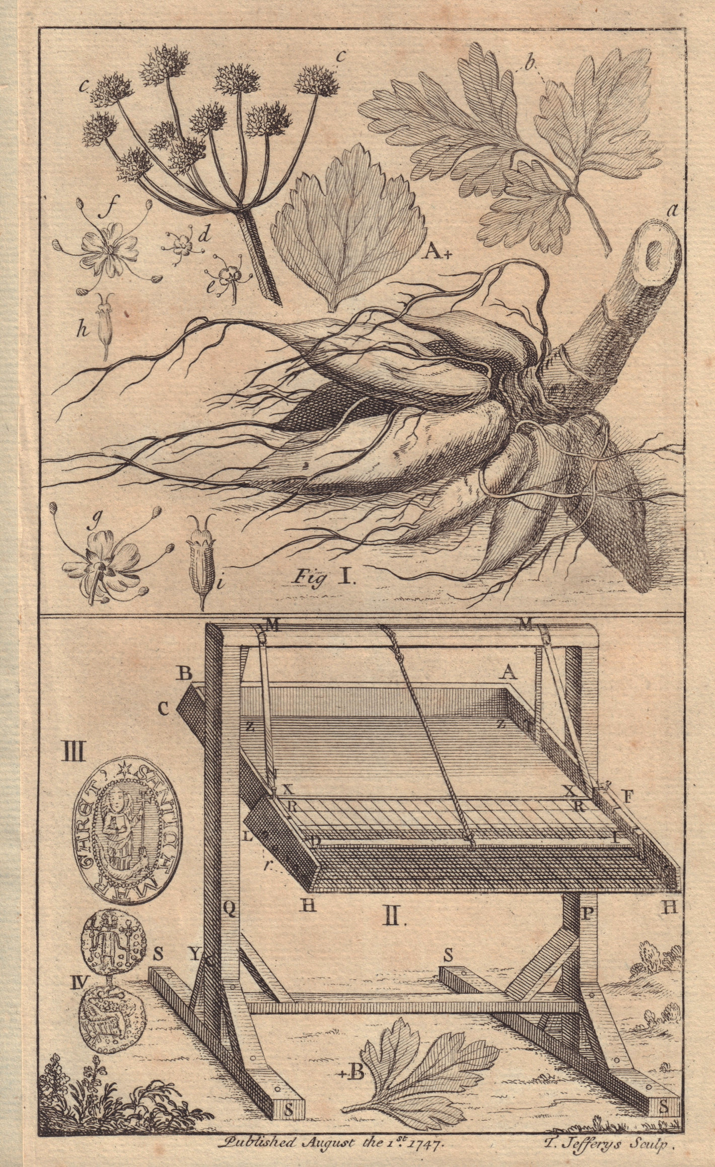 Hemlock Water dropwort root, Oenanthe Crocata. Corn winnowing machine 1747