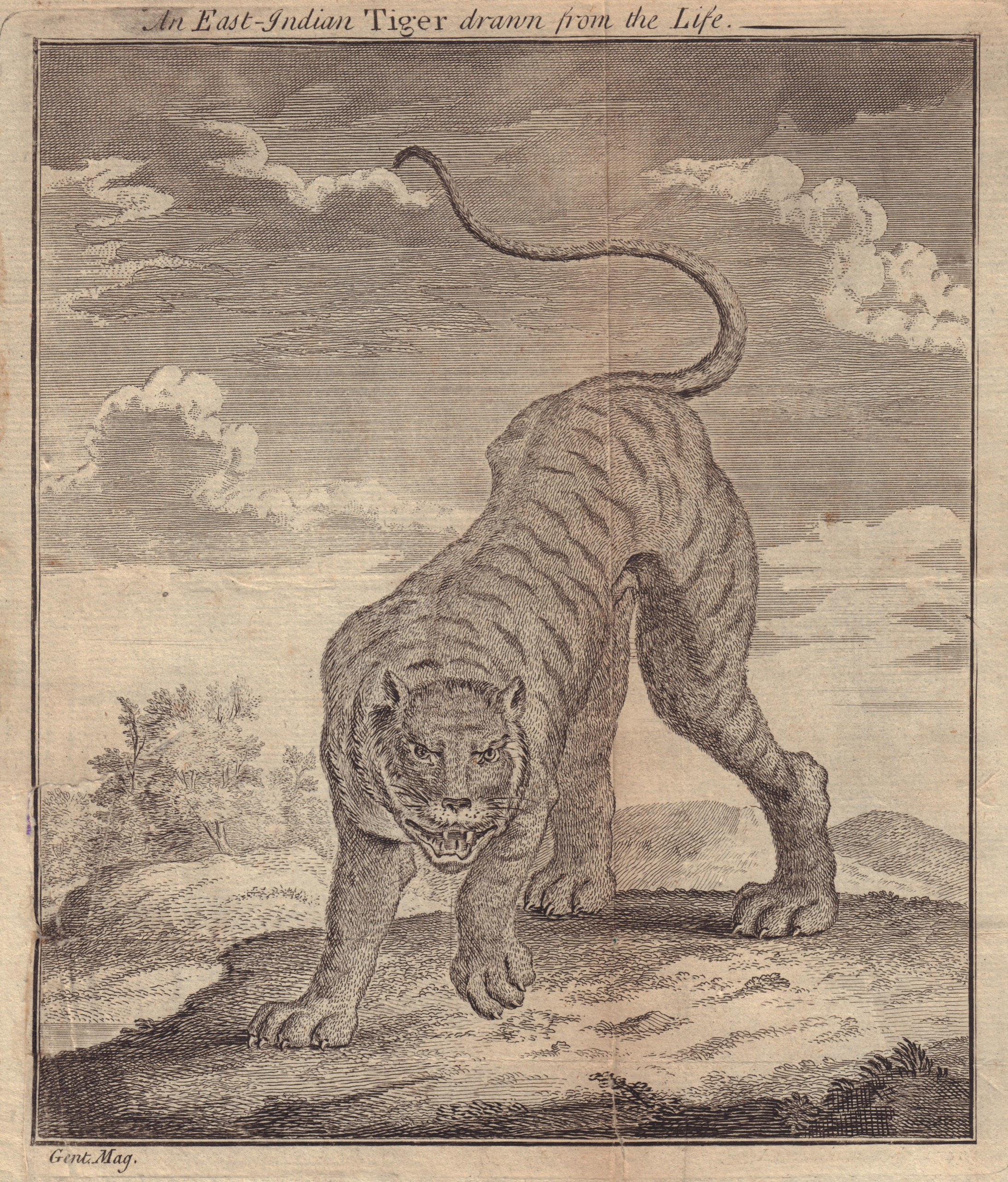 An East Indian Tiger drawn from the Life. GENTS MAG 1750 old antique print