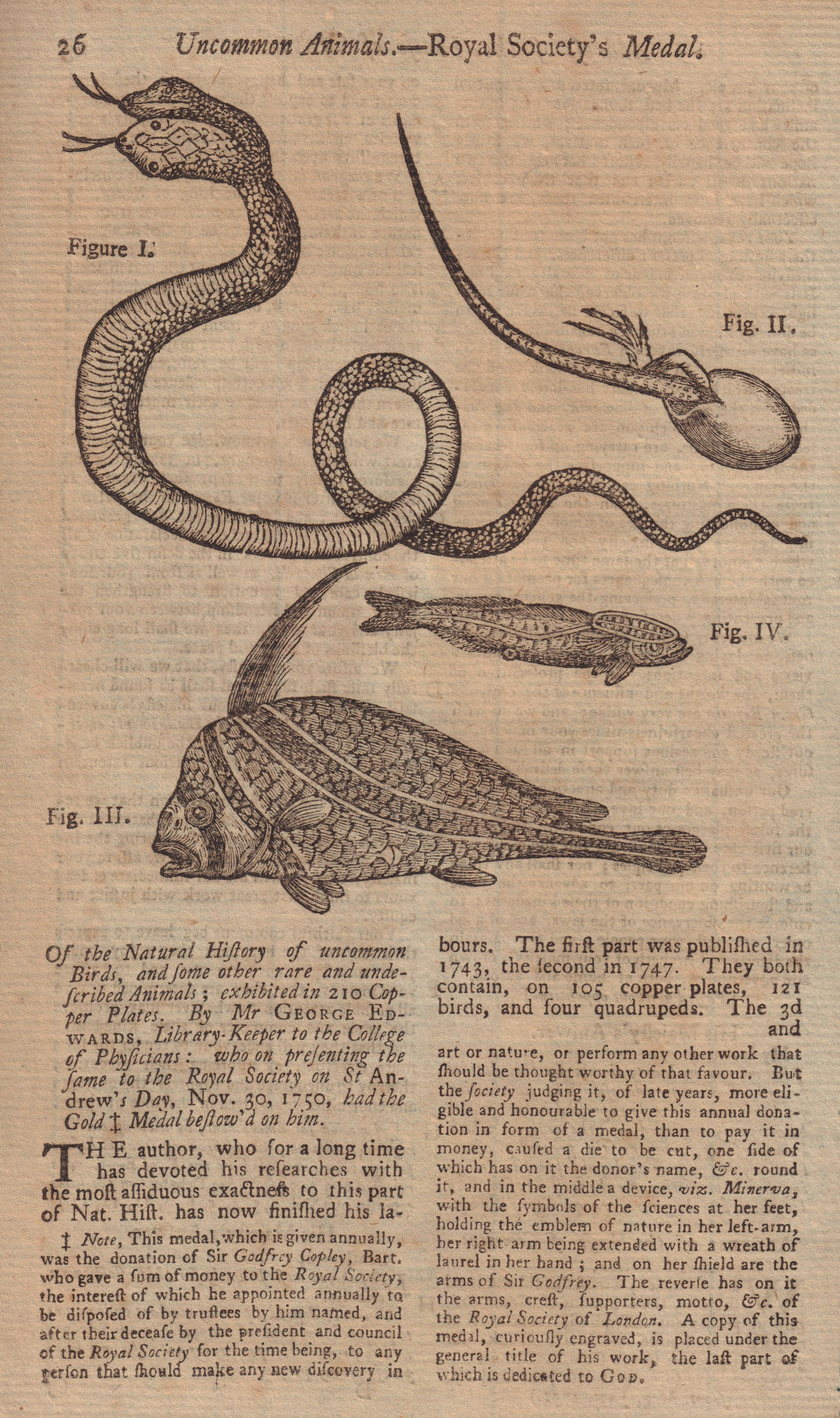 Double-headed snake. A Lizard in its Shell. Ribband Fish. Sucking Fish 1751