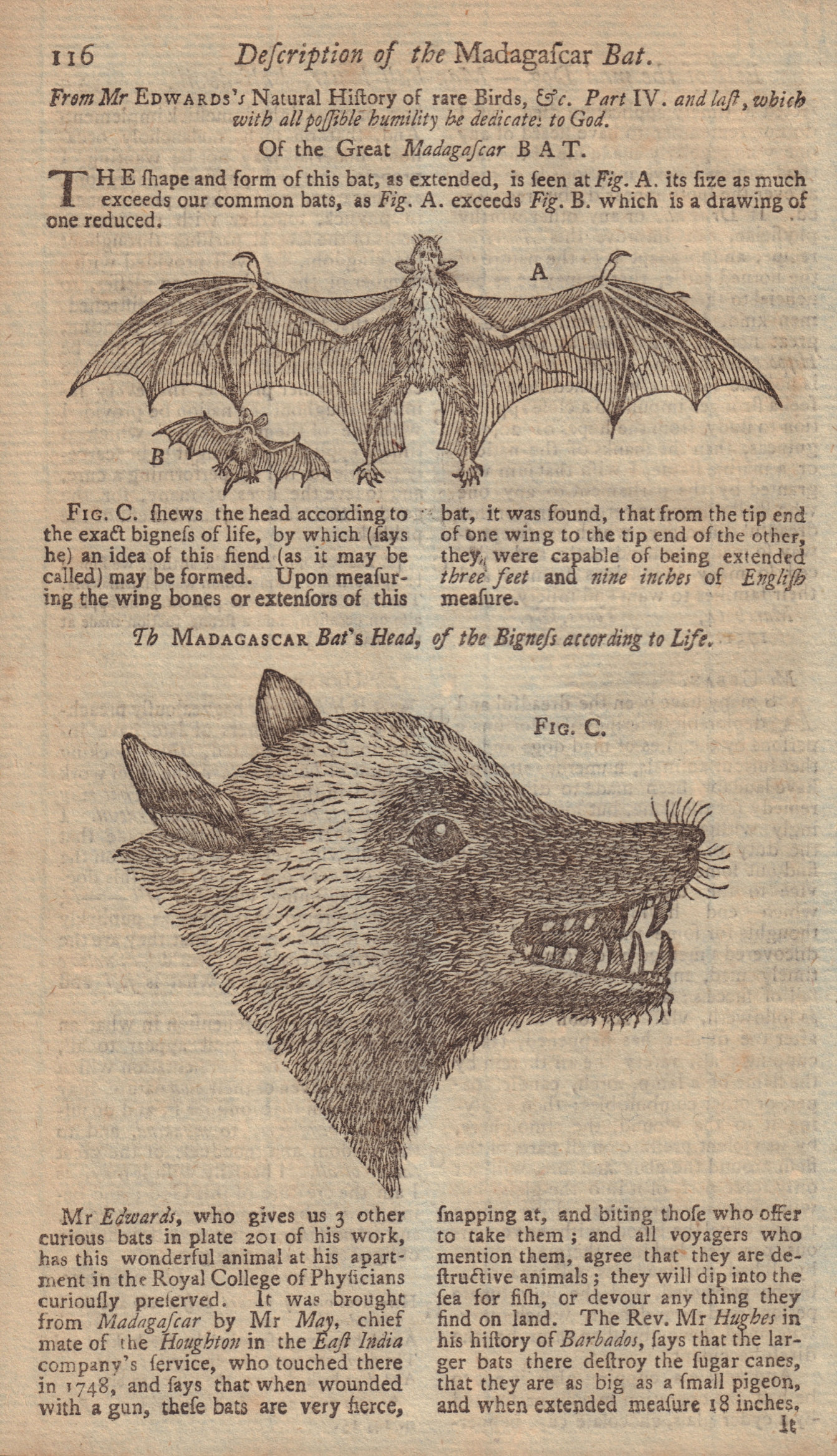 Description of the Madagascar Bat. GENTS MAG 1751 old antique print picture