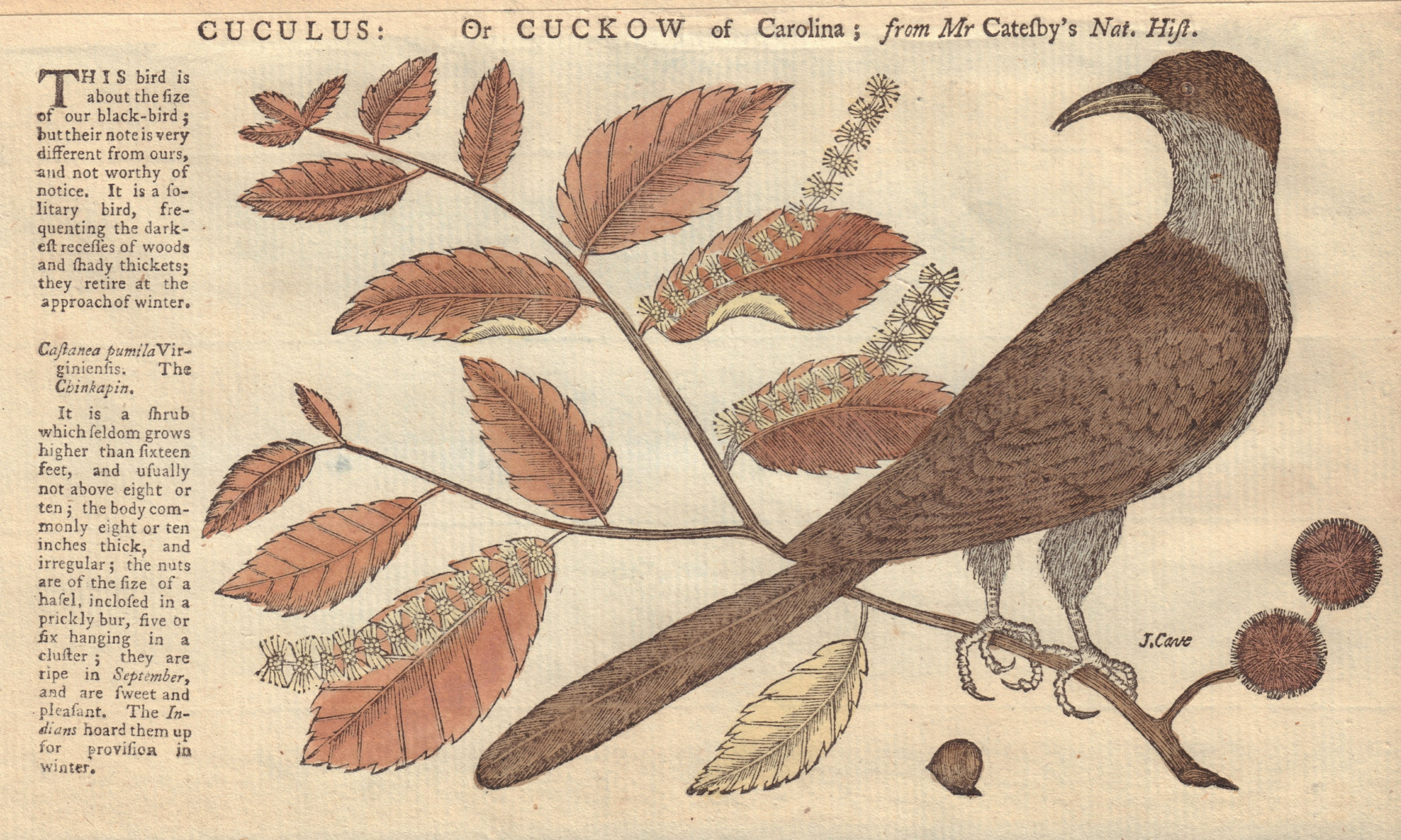 Cuculus: or Cuckow (Cuckoo) of Carolina; from Mr Catesby. GENTS MAG 1752 print