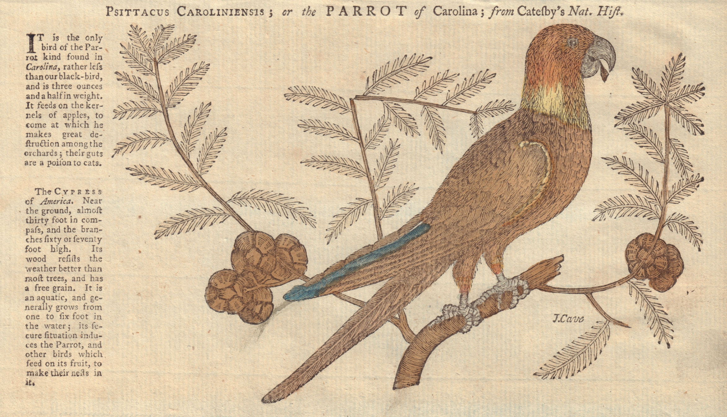 Psittacus Caroliniensis; or the Parrot of Carolina; from Catesby 1752 print